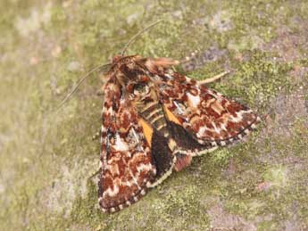 Anarta myrtilli L. adulte - Philippe Mothiron