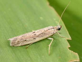 Homoeosoma nebulellum D. & S. adulte - Philippe Mothiron