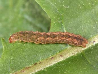  Chenille de Polia nebulosa Hfn. - ©Philippe Mothiron