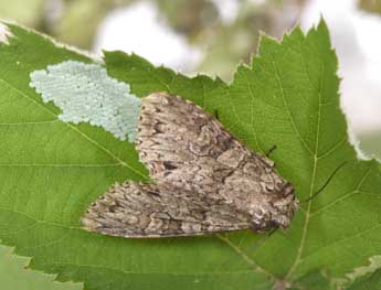 Polia nebulosa Hfn. adulte - ©Philippe Mothiron