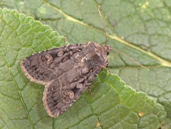 Euxoa nigricans L. adulte - Philippe Mothiron