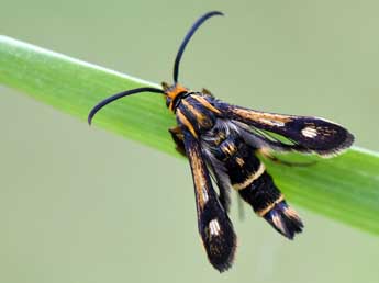 Chamaesphecia nigrifrons Le Cerf adulte - Jean-Luc Potiron