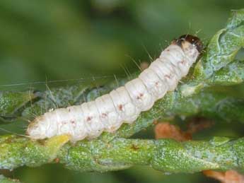  Chenille de Garella nilotica Rogenhofer - ©Wolfgang Wagner, www.pyrgus.de