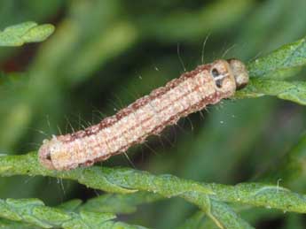  Chenille de Garella nilotica Rogenhofer - ©Wolfgang Wagner, www.pyrgus.de