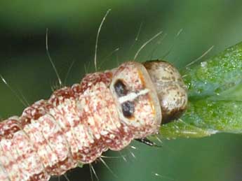  Chenille de Garella nilotica Rogenhofer - ©Wolfgang Wagner, www.pyrgus.de