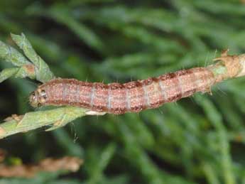  Chenille de Garella nilotica Rogenhofer - ©Wolfgang Wagner, www.pyrgus.de