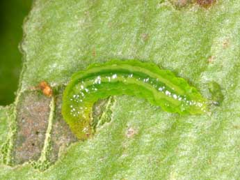  Chenille de Musotima nitidalis Wlk. - Malcolm Hillier