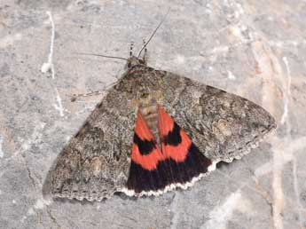 Catocala nupta L. adulte - Philippe Mothiron