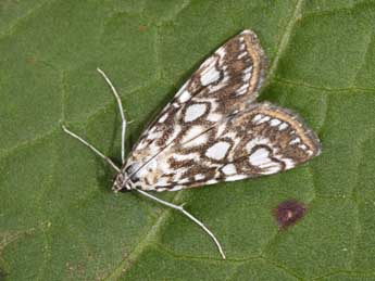 Elophila nymphaeata L. adulte - Philippe Mothiron