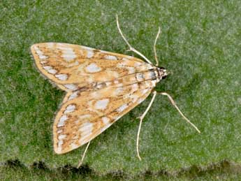 Elophila nymphaeata L. adulte - Philippe Mothiron