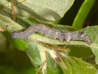  Chenille de Catocala nymphagoga Esp. - ©Philippe Mothiron