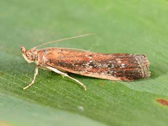 Uncinus obductellus Z. adulte - Philippe Mothiron