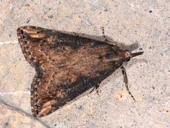 Hypena obesalis Hb. adulte - Philippe Mothiron