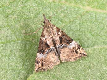 Hypena obsitalis Hb. adulte - Philippe Mothiron