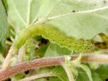  Chenille de Hypena obsitalis Hb. - Philippe Mothiron