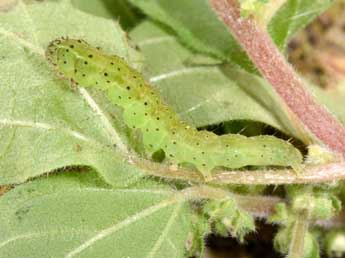  Chenille de Hypena obsitalis Hb. - Philippe Mothiron