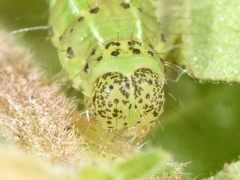  Chenille de Hypena obsitalis Hb. - ©Philippe Mothiron