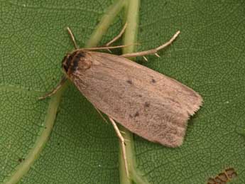 Pelosia obtusa H.-S. adulte - Philippe Mothiron