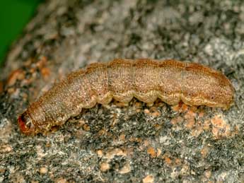  Chenille de Cirrhia ocellaris Bkh. - ©Kimmo Silvonen