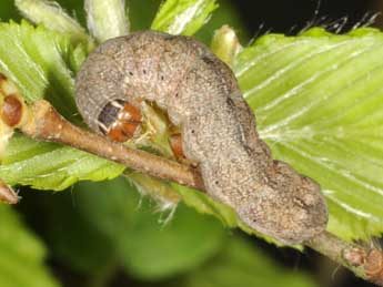  Chenille de Cirrhia ocellaris Bkh. - ©Ludger Wirooks