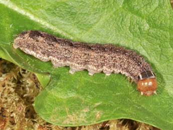  Chenille de Cirrhia ocellaris Bkh. - Ludger Wirooks