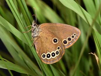 Coenonympha oedippus F. adulte - ©Philippe Mothiron