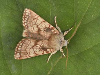 Dicycla oo L. adulte - Philippe Mothiron