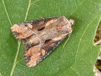 Lateroligia ophiogramma Esp. adulte - Philippe Mothiron