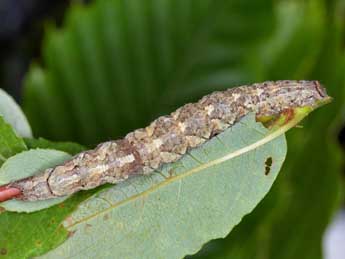  Chenille de Catocala optata God. - Jess Tizn Taracido