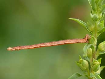  Chenille de Eupithecia orphnata W. Pet. - Kimmo Silvonen