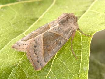 Mesogona oxalina Hb. adulte - Philippe Mothiron