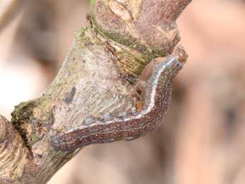  Chenille de Mesogona oxalina Hb. - Philippe Mothiron