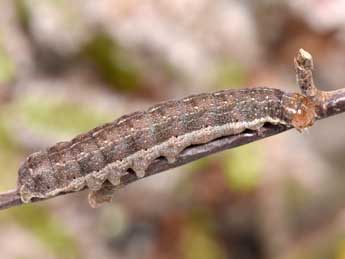  Chenille de Mesogona oxalina Hb. - Philippe Mothiron