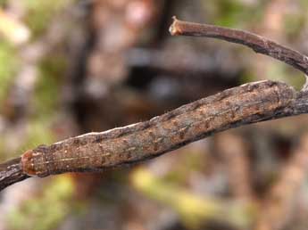  Chenille de Mesogona oxalina Hb. - ©Philippe Mothiron