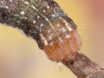  Chenille de Mesogona oxalina Hb. - ©Philippe Mothiron