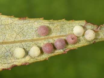  Oeuf de Mesogona oxalina Hb. - Philippe Mothiron