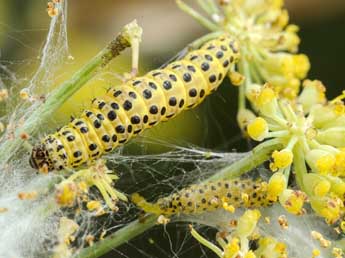  Chenille de Sitochroa palealis D. & S. - Paolo Magni