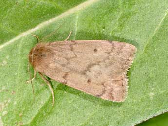 Athetis pallustris Hb. adulte - Philippe Mothiron