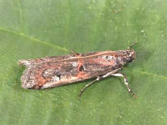 Pempelia palumbella D. & S. adulte - Philippe Mothiron