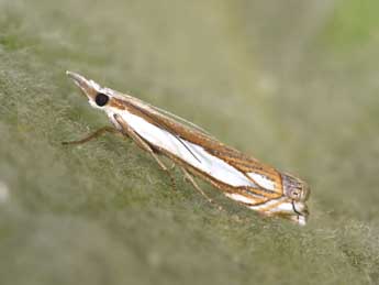 Crambus pascuella L. adulte - ©Philippe Mothiron