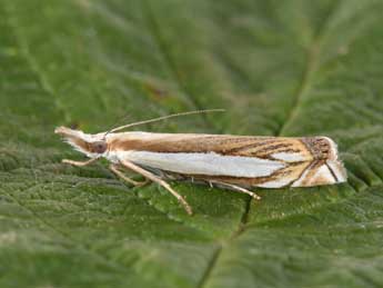 Crambus pascuella L. adulte - Philippe Mothiron