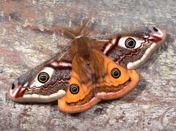 Saturnia pavonia L. adulte - ©Philippe Mothiron