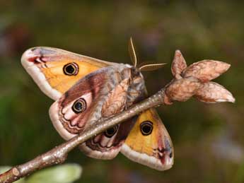 Saturnia pavonia L. adulte - Philippe Mothiron