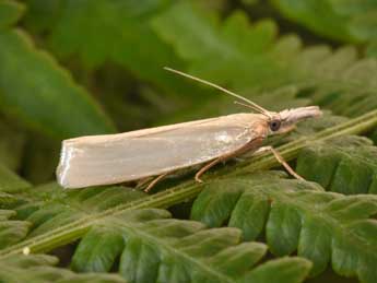 Crambus perlellus Scop. adulte - ©Philippe Mothiron