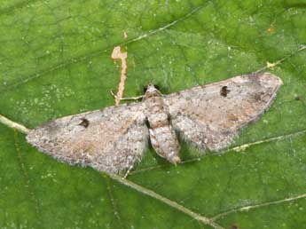 Eupithecia pimpinellata Hb. adulte - Philippe Mothiron