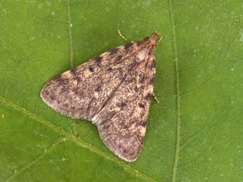 Aglossa pinguinalis L. adulte - Philippe Mothiron