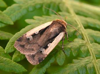 Ochropleura plecta L. adulte - ©Philippe Mothiron