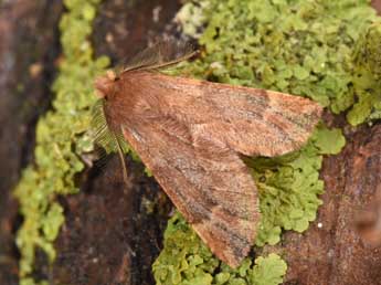 Ptilophora plumigera D. & S. adulte - ©Philippe Mothiron