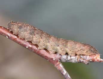  Chenille de Polypogon plumigeralis Hb. - Philippe Mothiron