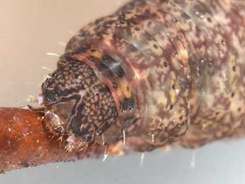  Chenille de Polypogon plumigeralis Hb. - Philippe Mothiron